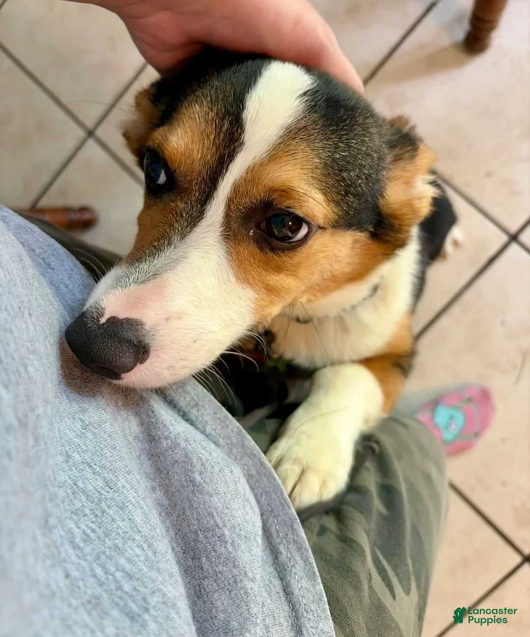 Welsh Corgi Pembroke dogs for sale: Welsh Corgi Pembroke Male - Ad 2
