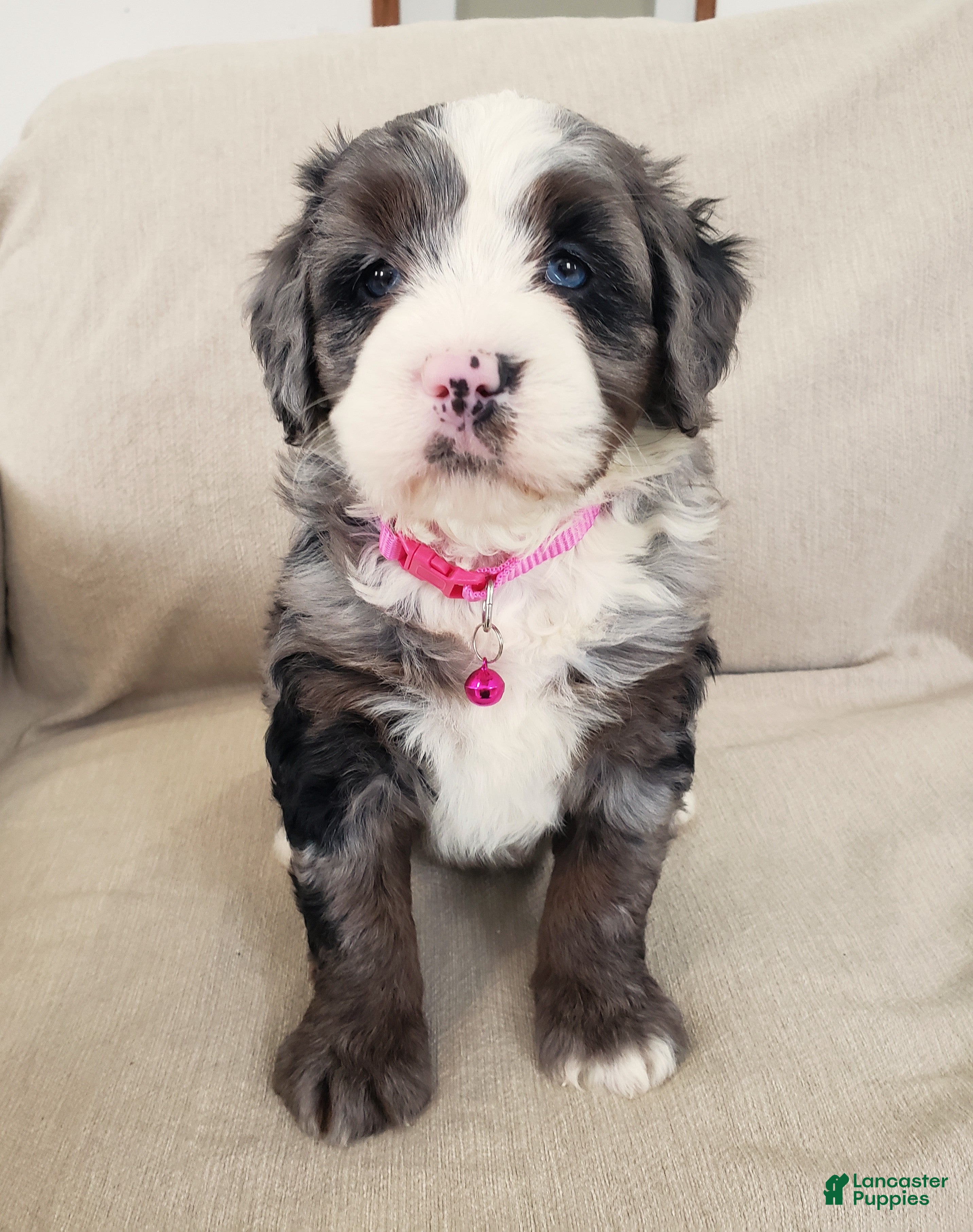 Mini Bernedoodle dogs Indie - Ad 8
