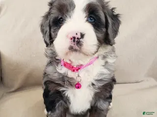 Mini Bernedoodle dogs Indie - Ad 10