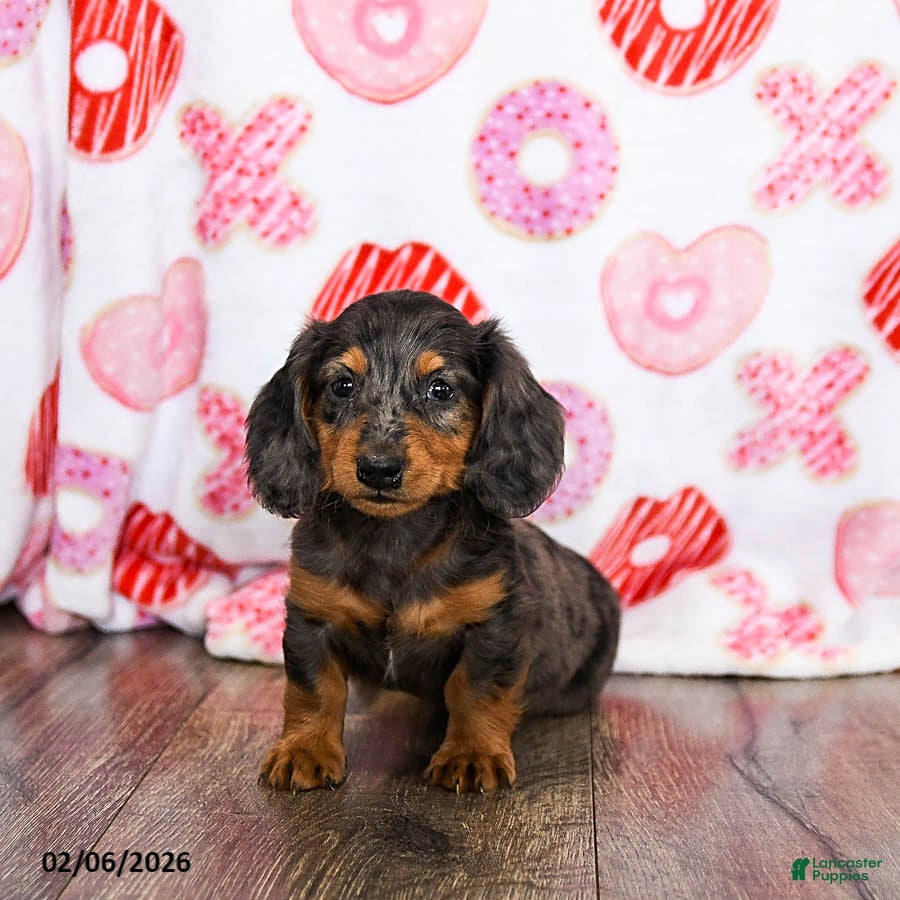 Miniature Dachshund dogs Oscar - Ad 4