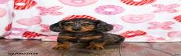 Miniature Dachshund dogs for sale: Oscar - Ad 1