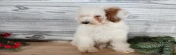 Mini Bernedoodle dogs for sale: Rudolph - Ad 16