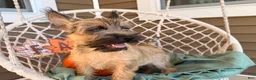 Cairn Terrier dogs for sale: Johnny  - Ad 3