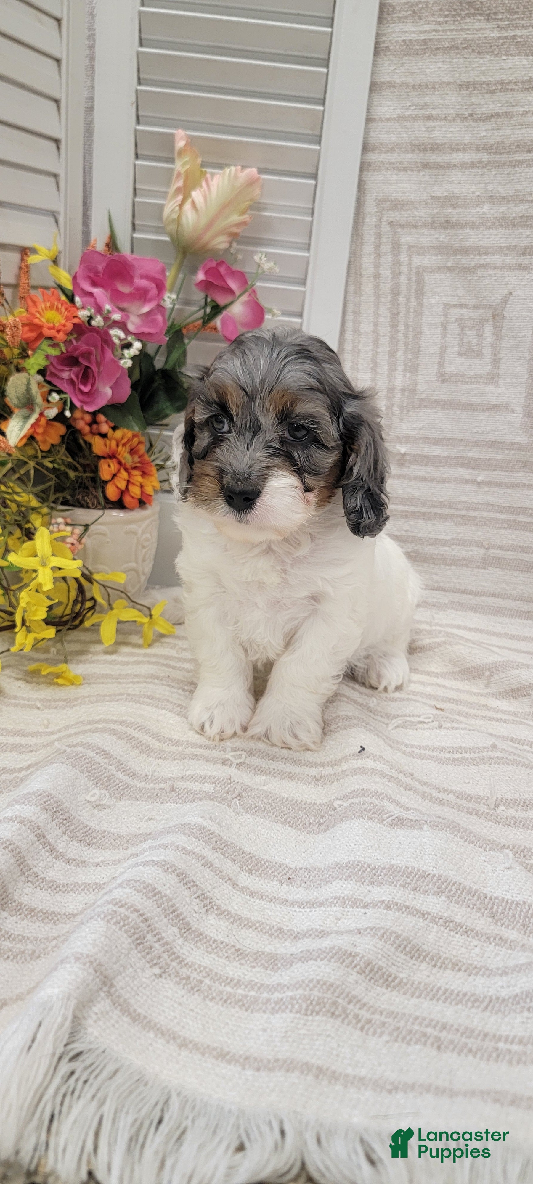 Cockapoo dogs Sandy - Ad 1