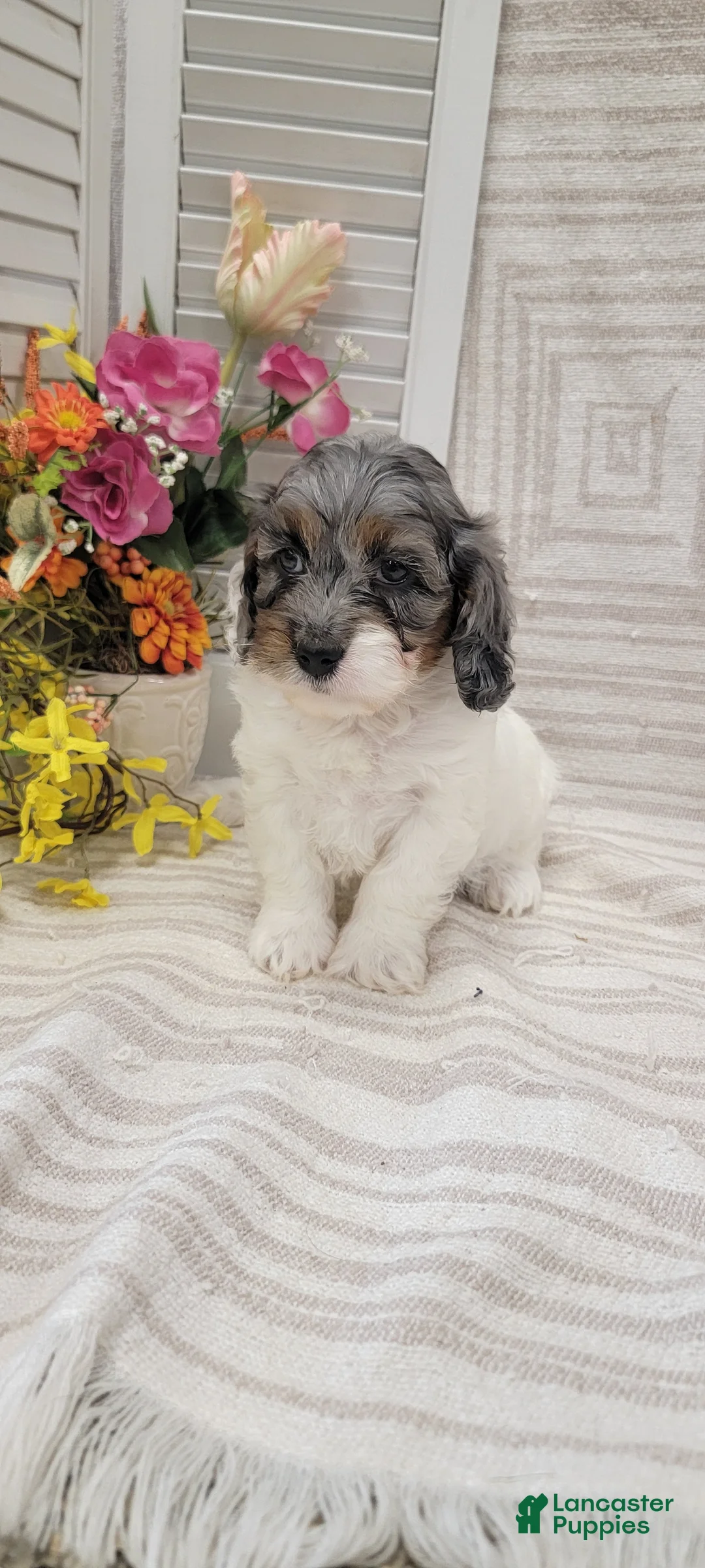 Cockapoo dogs for sale: Sandy - Ad 1