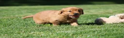 Golden Retriever dogs for sale: Winnie - Ad 3