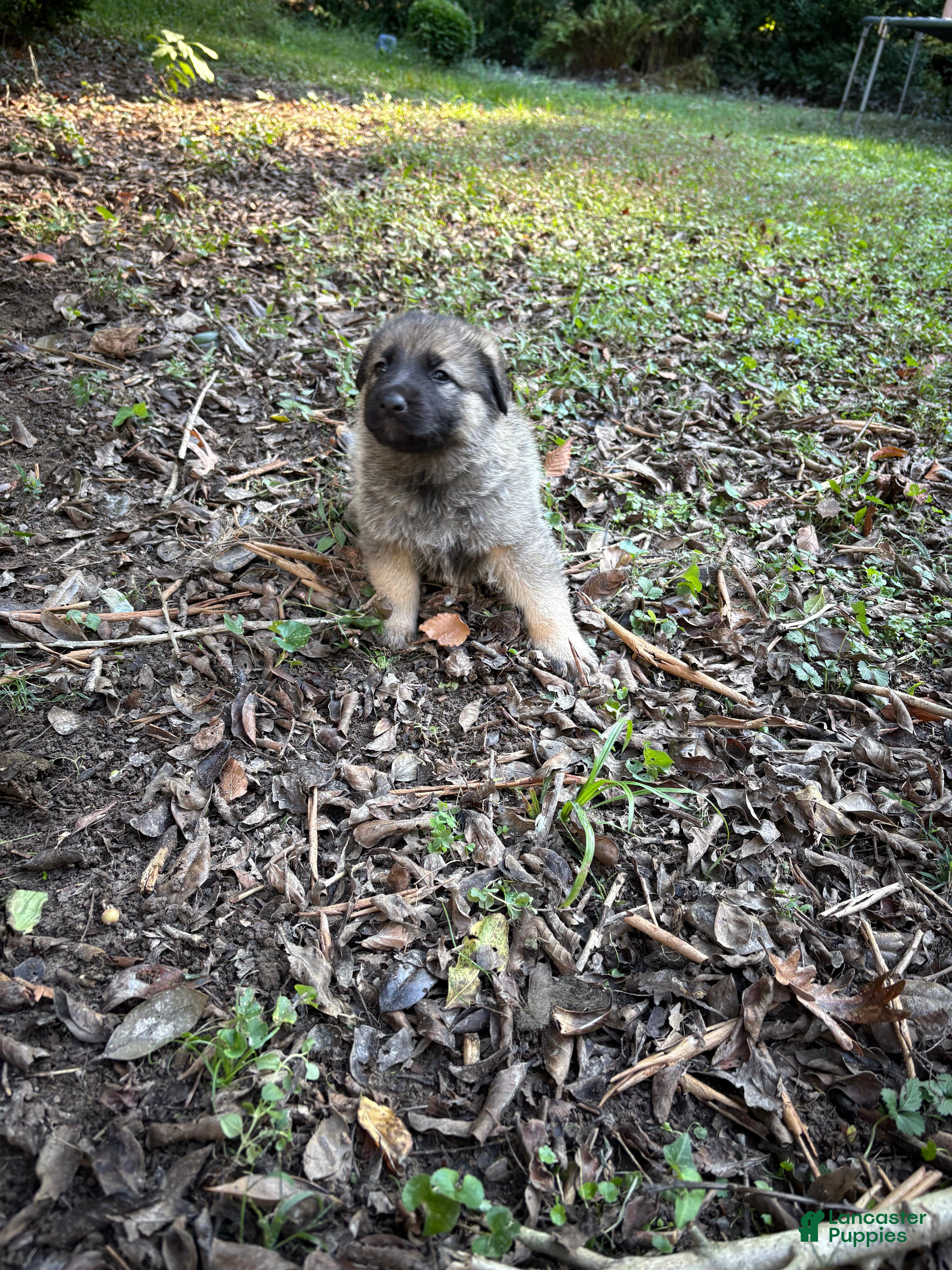 German Shepherd dogs German Shepherd Puppy 2 - Ad 12