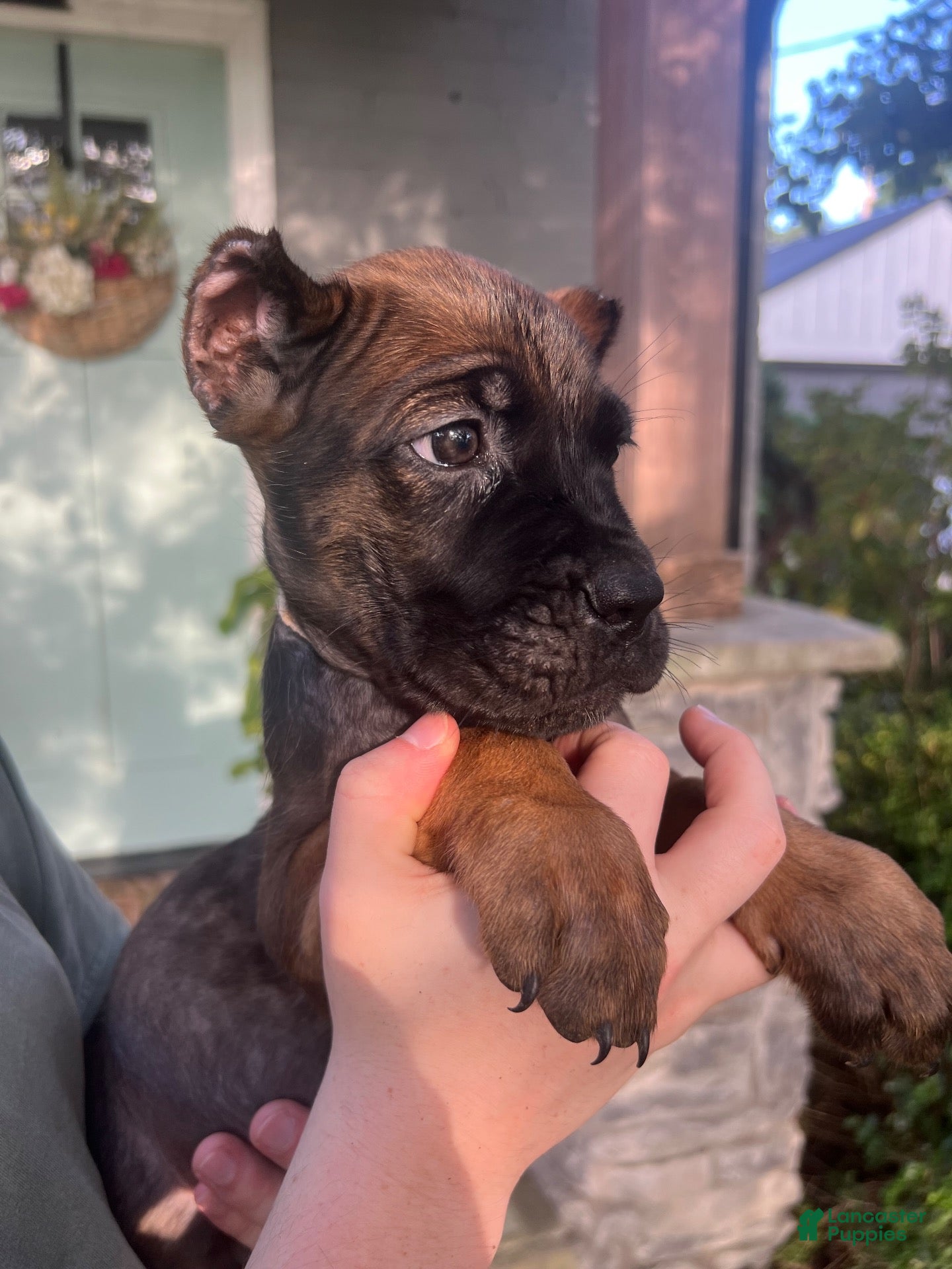 Cane Corso dogs White Collar Female - Ad 1