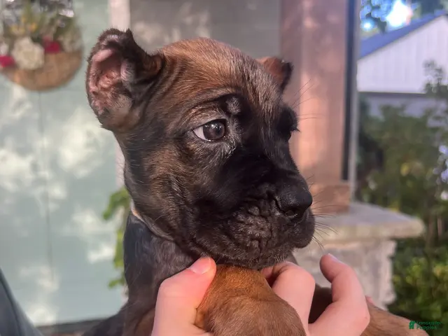 Cane Corso dogs for sale: White Collar Female - Ad 2