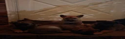 Mixed Breed dogs for sale: Spangle  - Ad 21