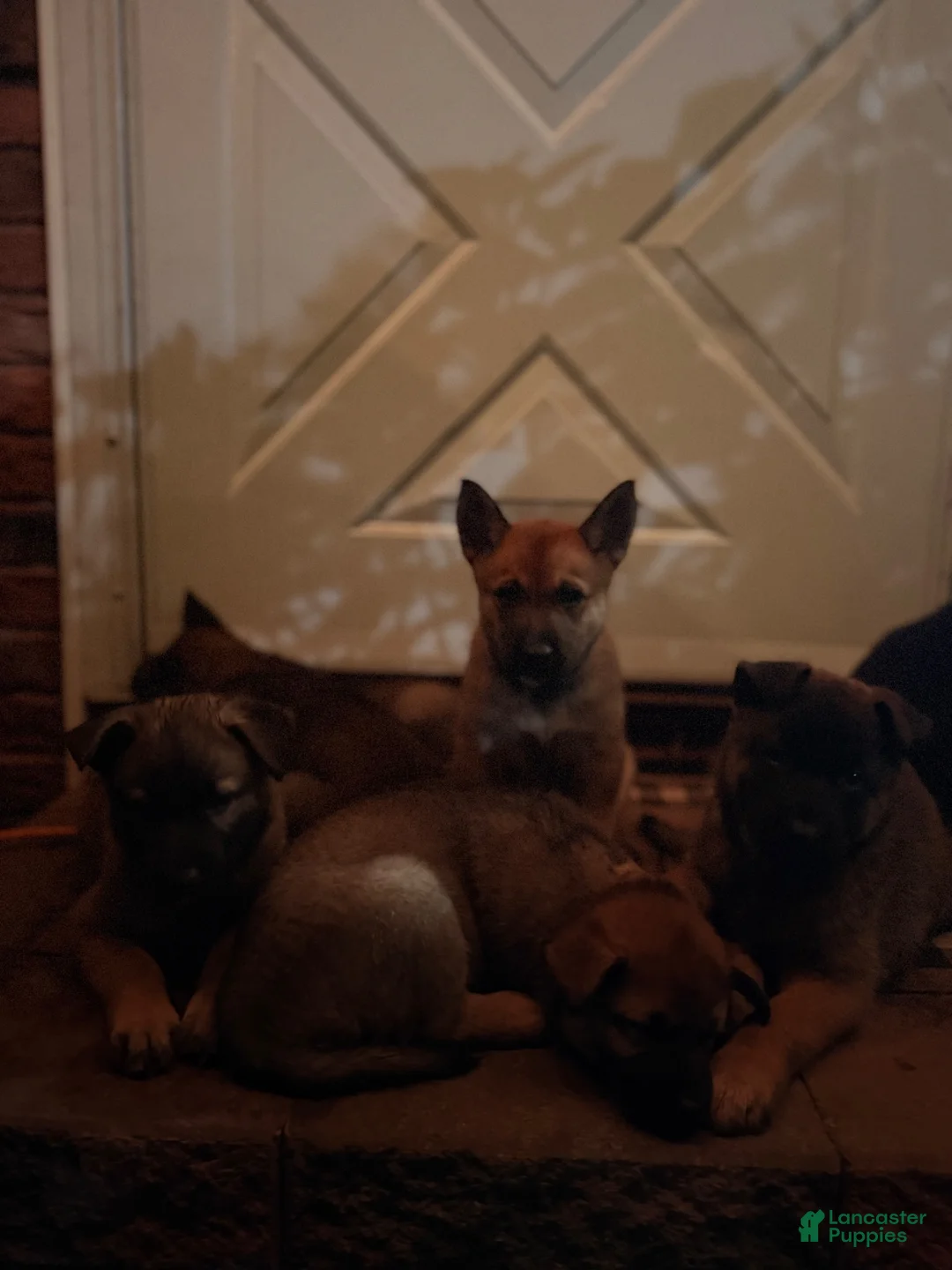Mixed Breed dogs for sale: Spangle  - Ad 21