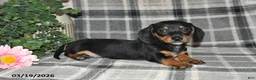 Miniature Dachshund dogs for sale: Clyde - Ad 5