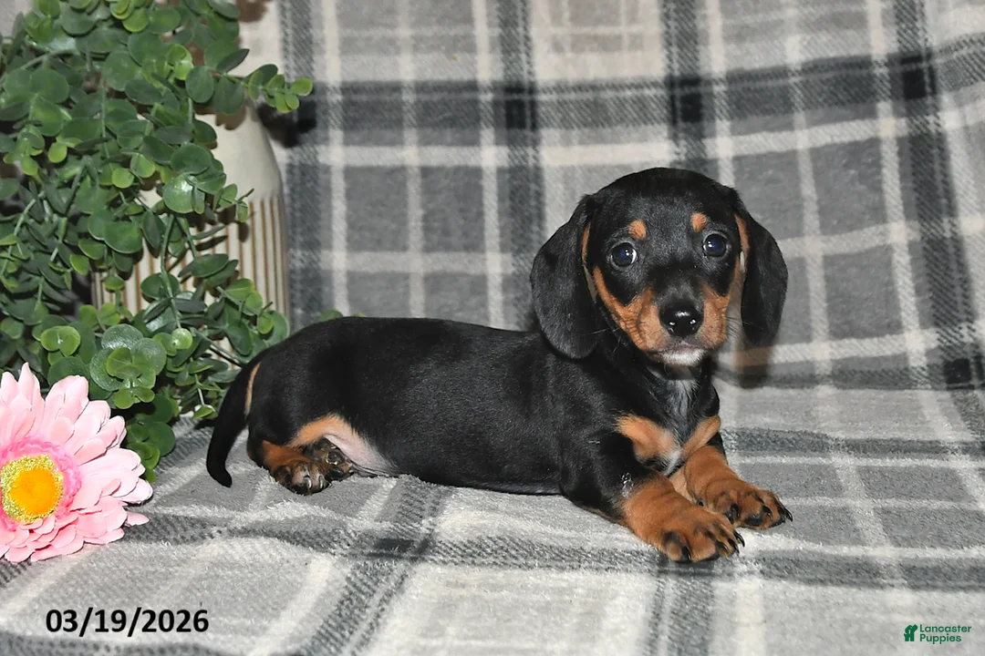 Miniature Dachshund dogs for sale: Clyde - Ad 5