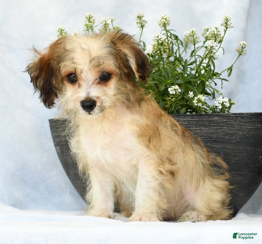 Havapoo dogs for sale: Owen - Ad 4