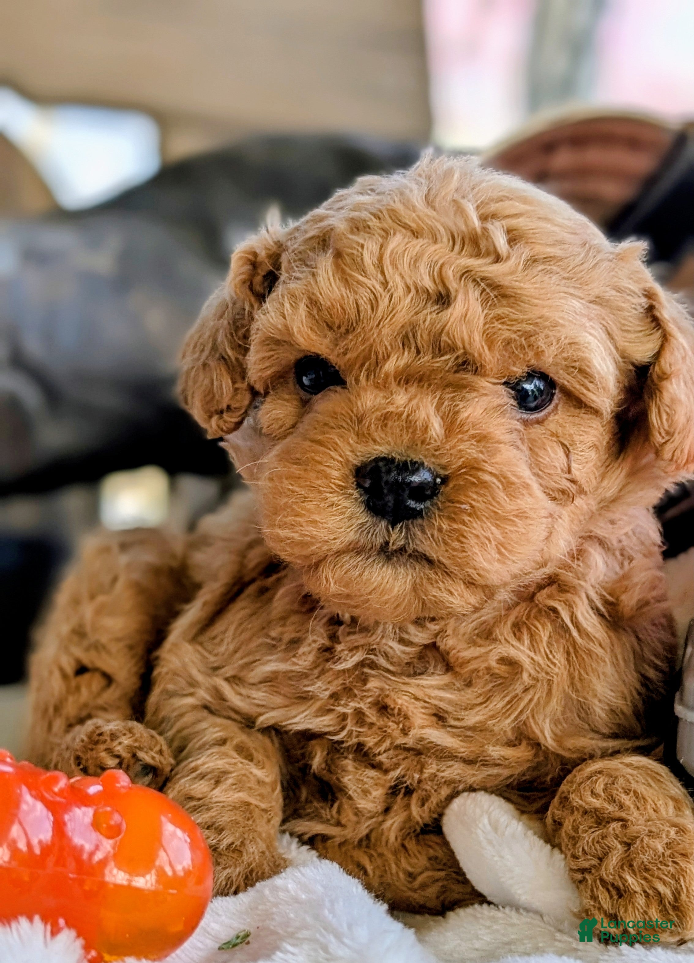 Cavapoo dogs Copper - Ad 1