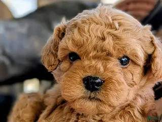 Cavapoo dogs for sale: Copper - Ad 1
