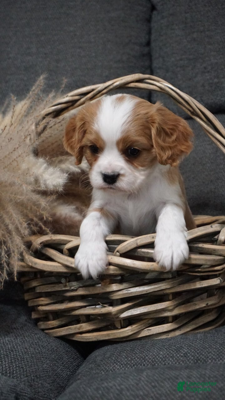 Cavalier King Charles Spaniel dogs Molly - Ad 2