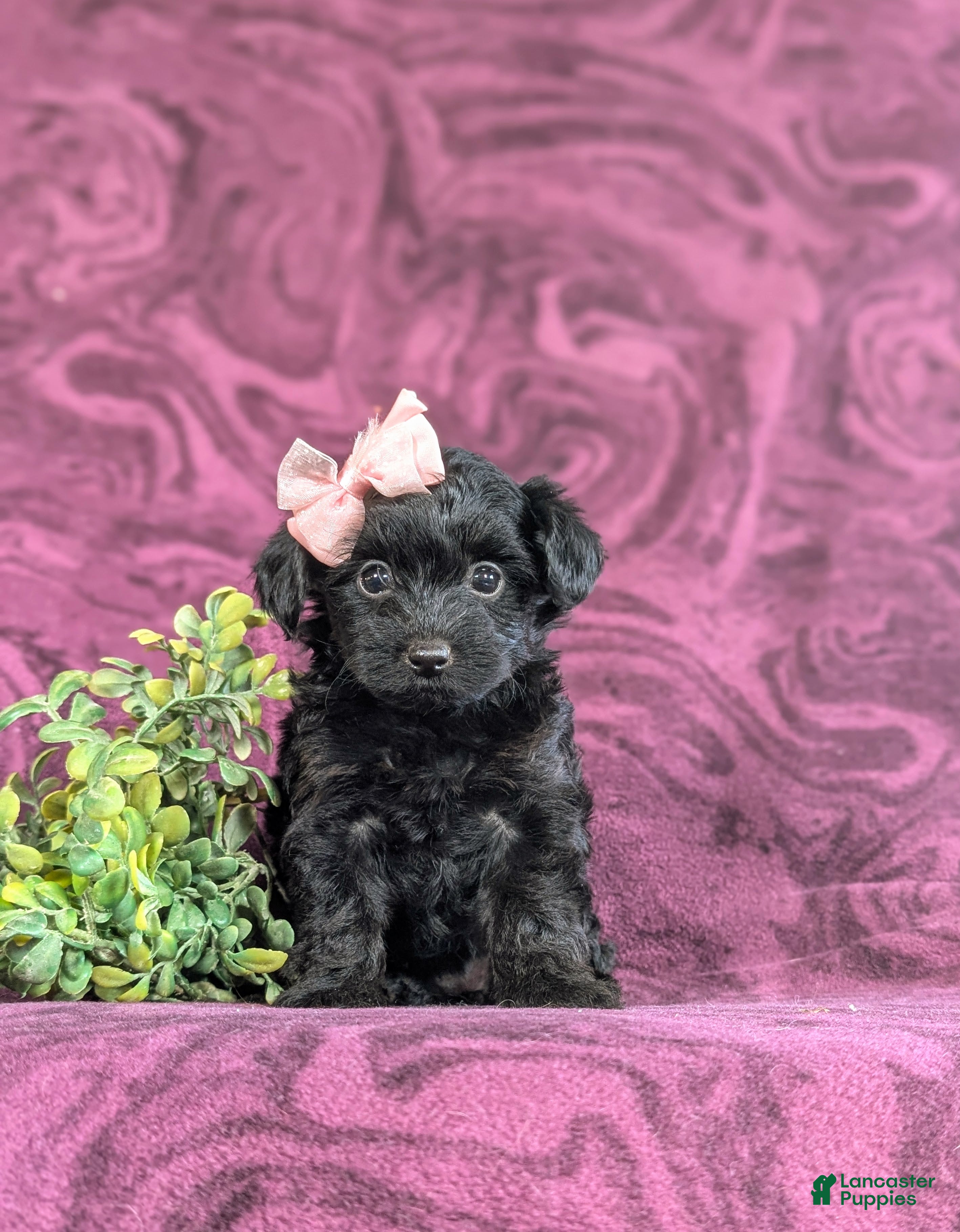 Yorkiepoo dogs Kayleigh 6 lbs Full Grown - Ad 1