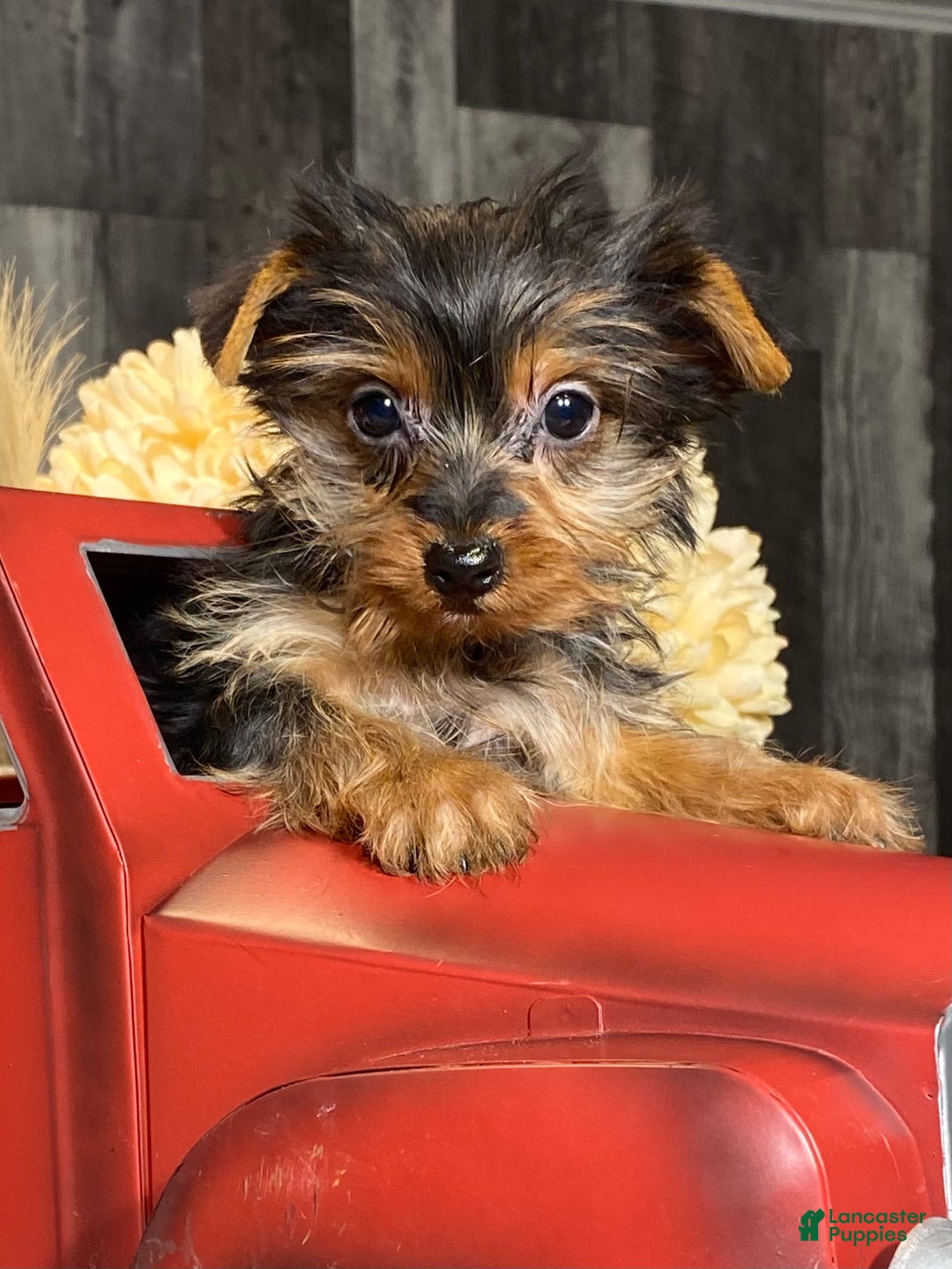Yorkshire Terrier dogs for sale: Yarah - Ad 4