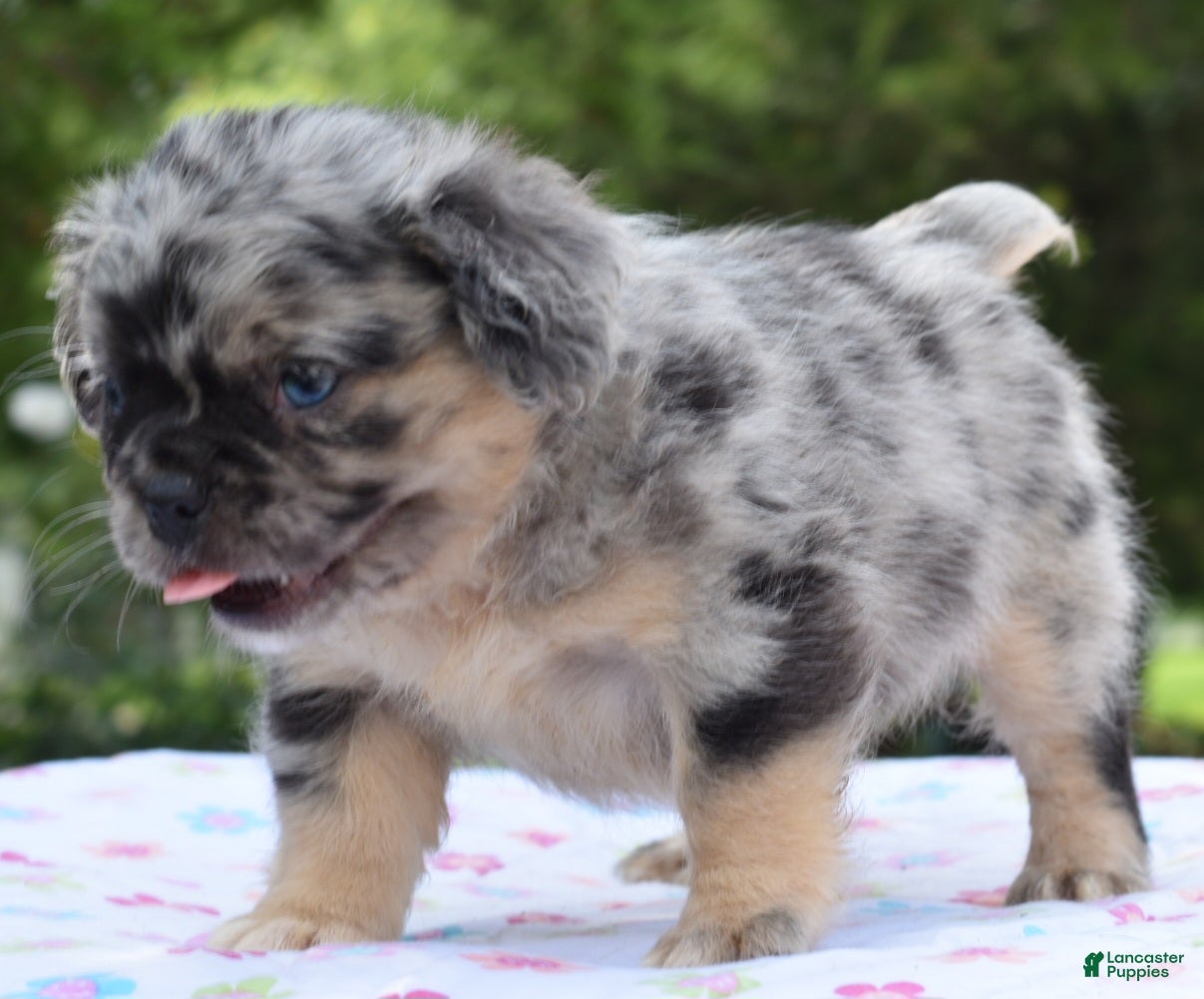 Mixed Breed dogs Ruby blue eyes merle - Ad 2