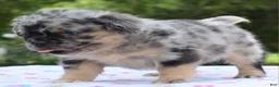 Mixed Breed dogs for sale: Ruby blue eyes merle - Ad 2
