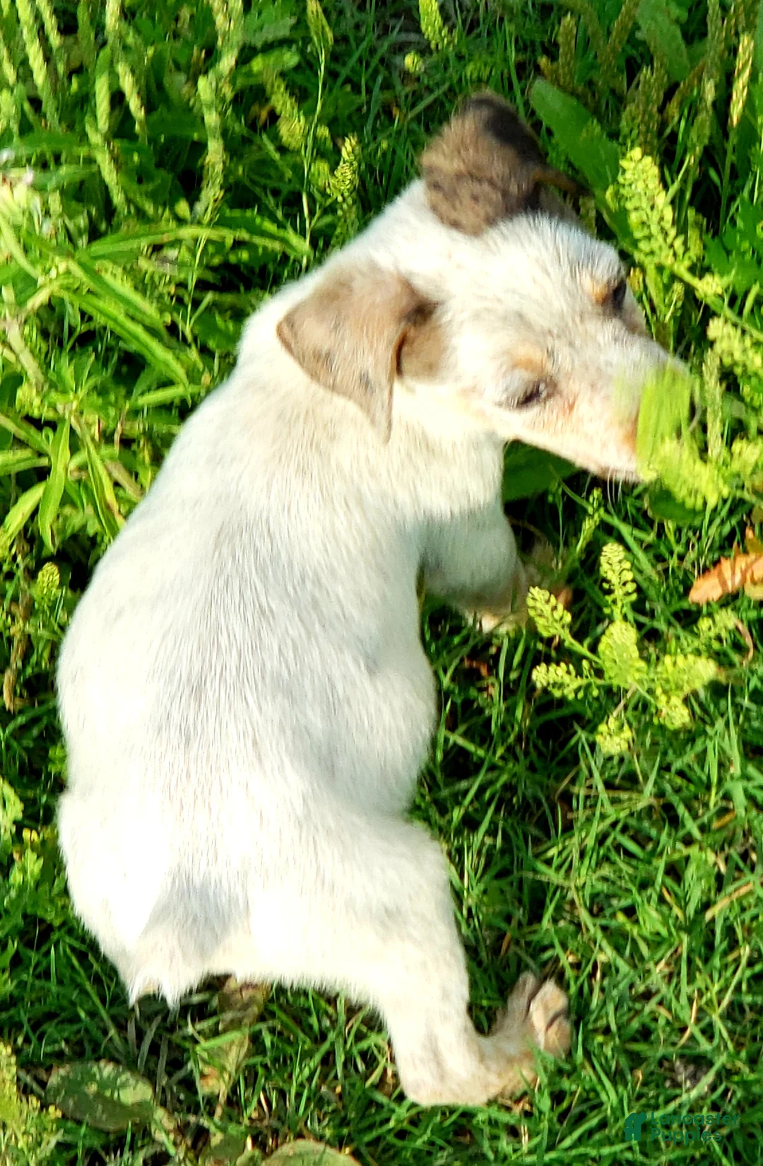 Australian Cattle Dog dogs for sale: Australian Cattle Dog Puppy 6 - Ad 2