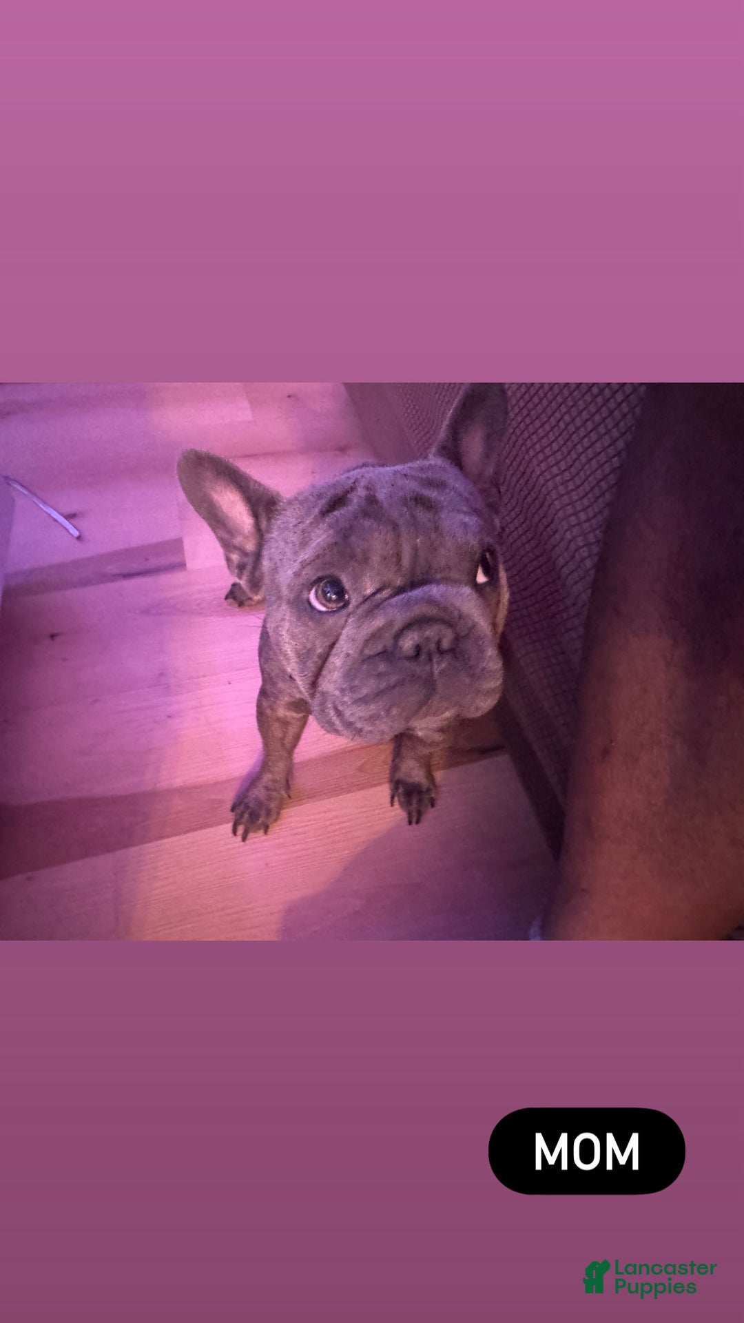 French Bulldog dogs for sale: LilBoy - Ad 14