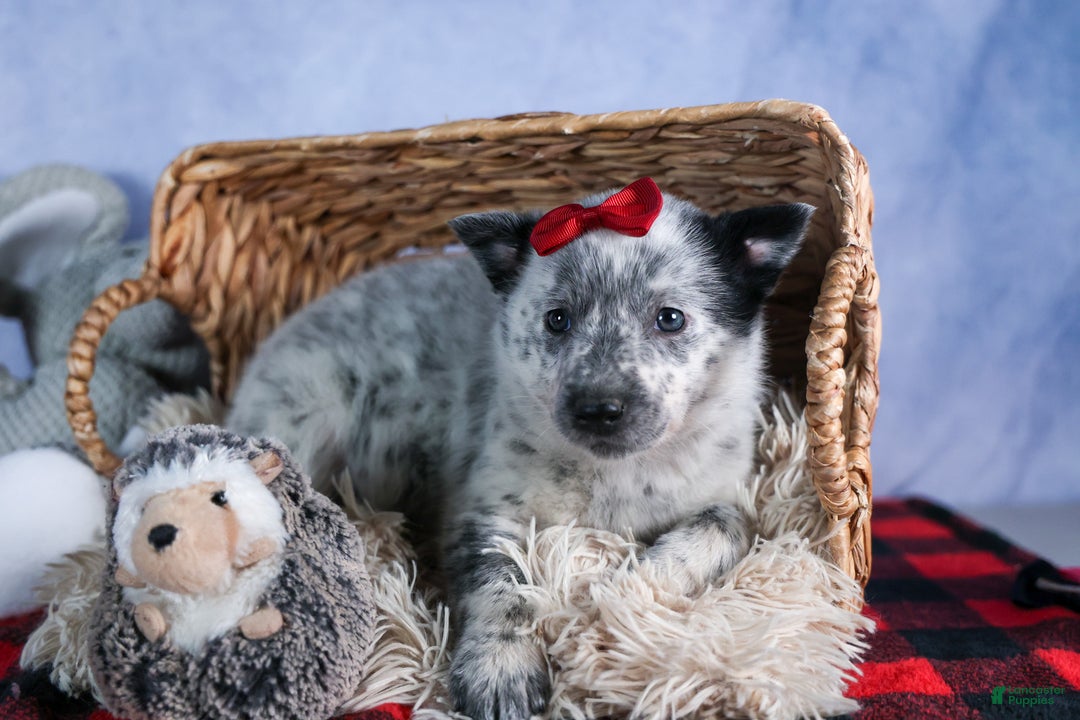 Mixed Breed dogs for sale: DAWN - Ad 5