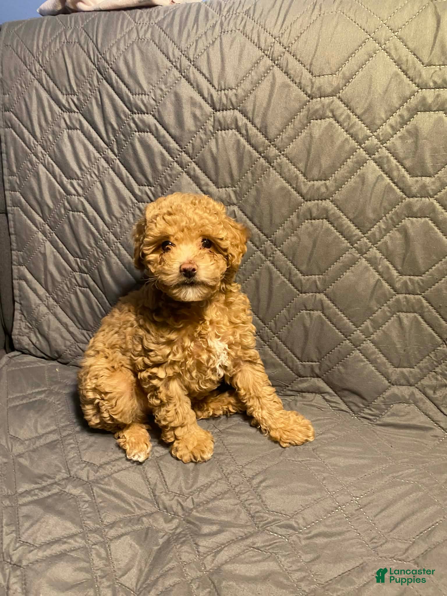 Maltipoo dogs Walnut  - Ad 4