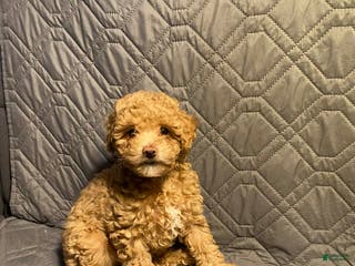 Maltipoo dogs for sale: Walnut - Ad 2