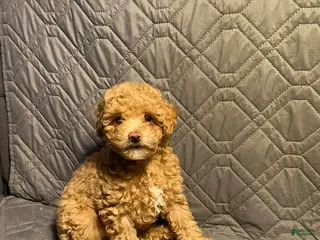 Maltipoo dogs Walnut - Ad 36