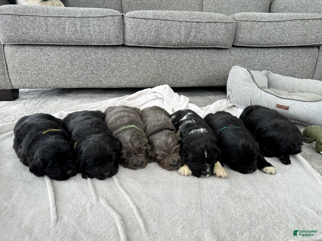 Newfoundland dogs for sale: AKC,OFA,CH, “ Lillie”  - Ad 14