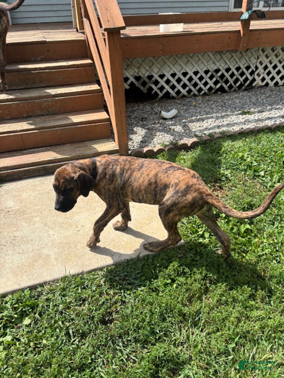 Presa Canario litter of puppies for sale in New Castle