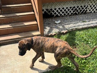 Presa Canario dogs - Ad 1