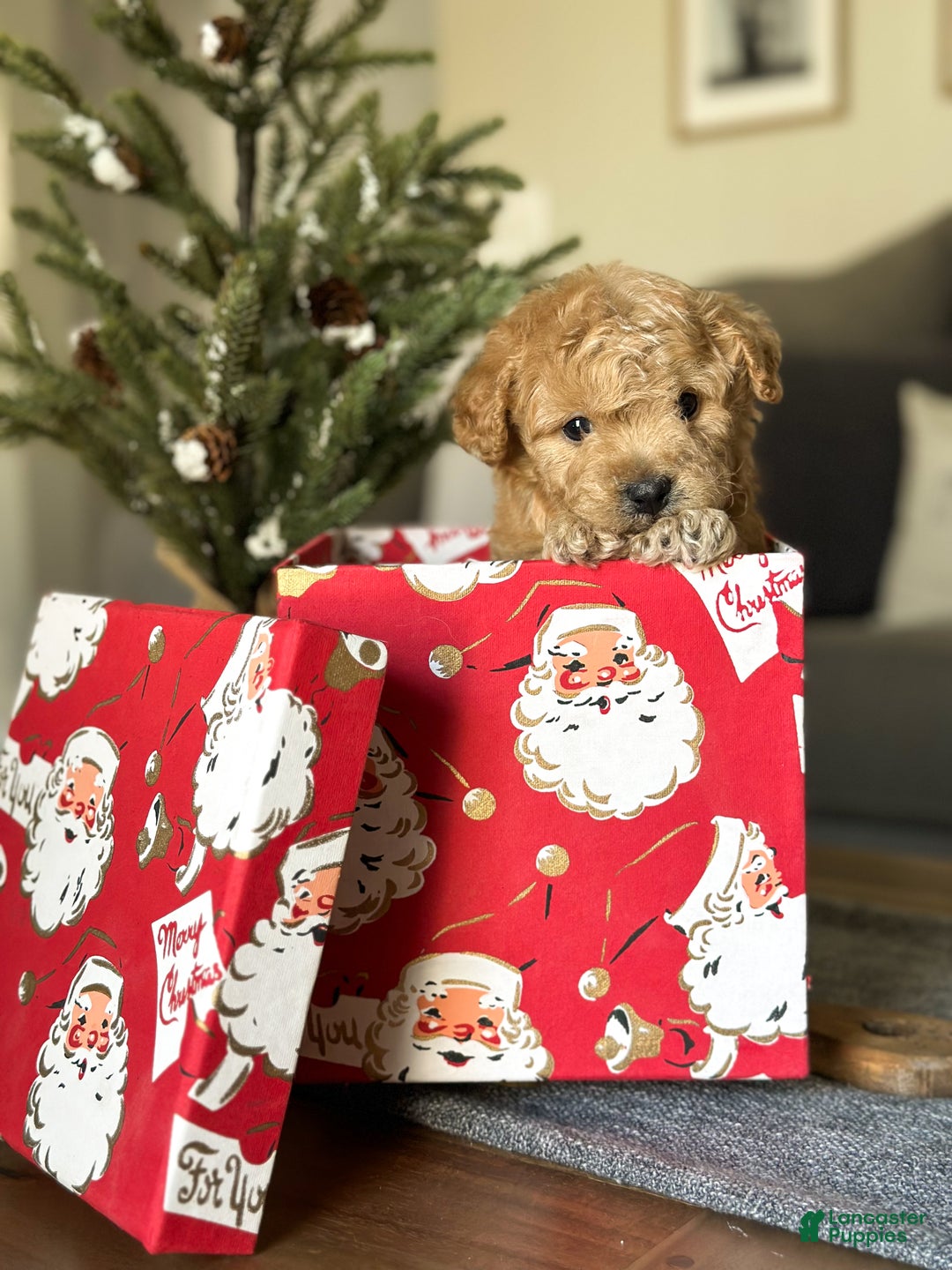 Cavachon dogs for sale: Cayenne - Ad 6