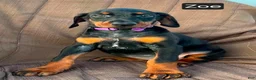 Doberman Pinscher dogs for sale: Zoe - Ad 3