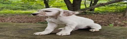 English Setter dogs for sale: Milton - Ad 4