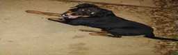 Rottweiler dogs for sale: Rottweiler Puppy 1 - Ad 3
