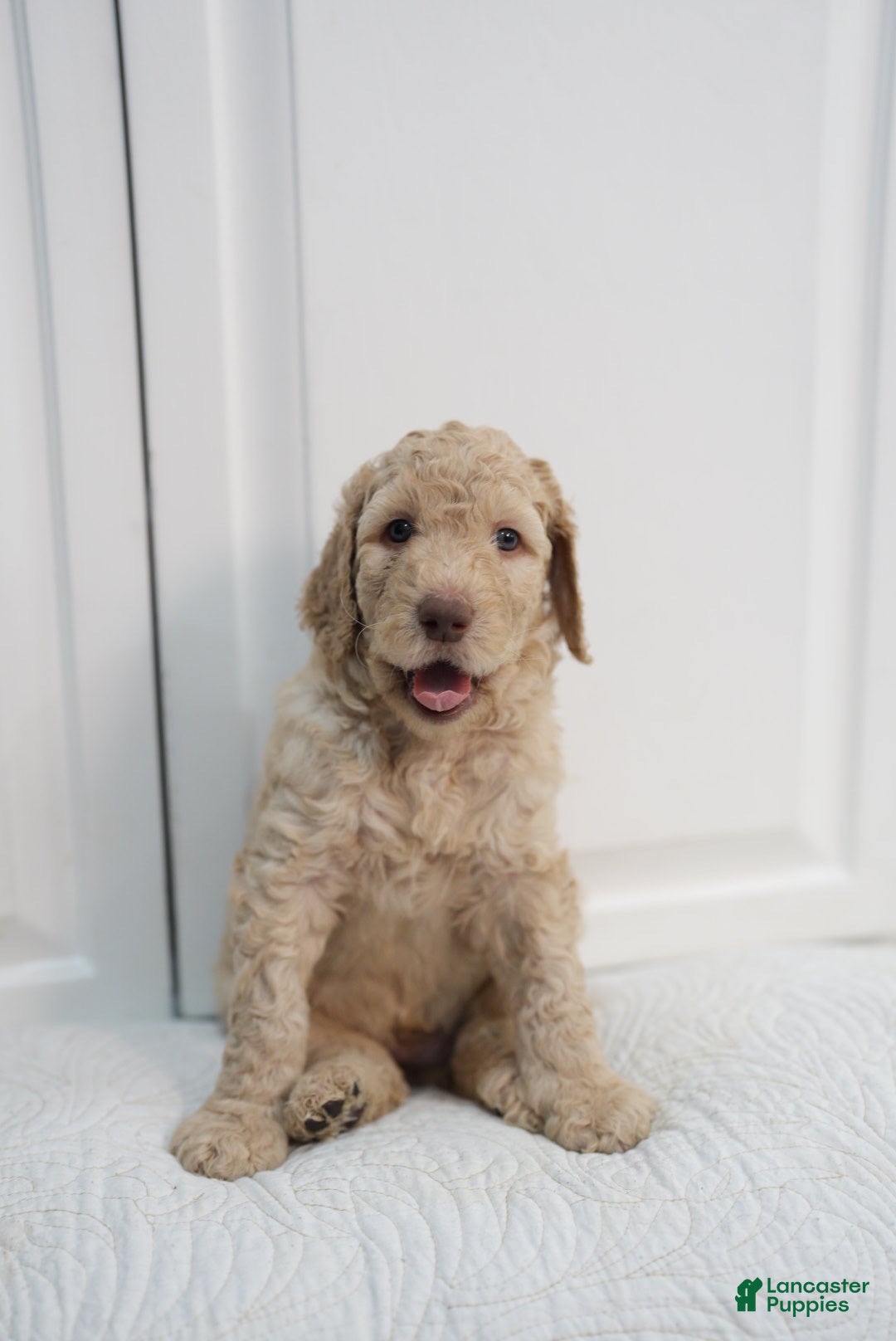 Standard Poodle dogs Shimba - Ad 1