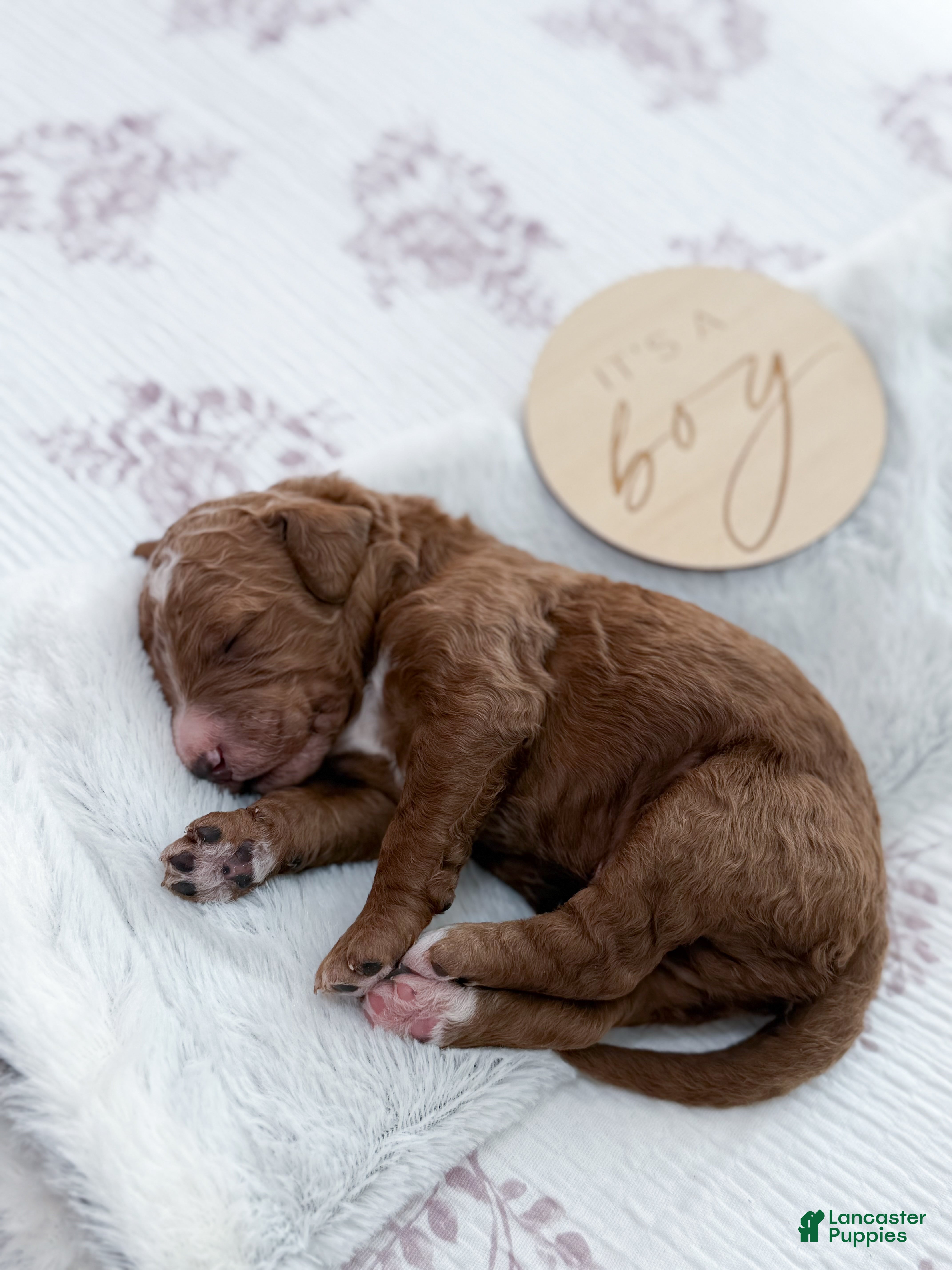 Goldendoodle dogs Lewis  - Ad 2