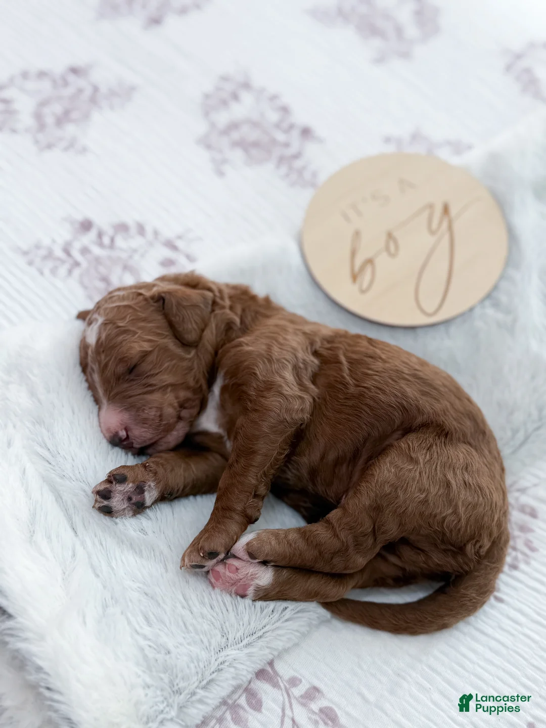 Goldendoodle dogs for sale: Lewis  - Ad 2