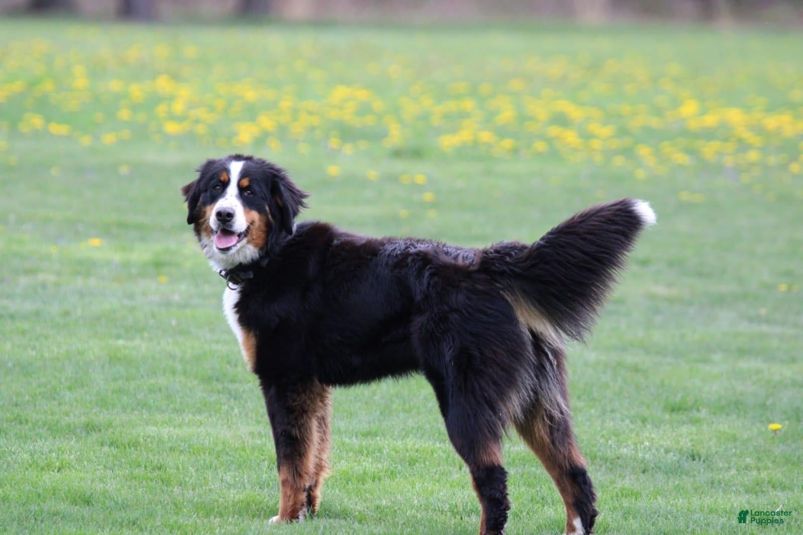 Bernese Mountain Dog dogs Bernese Mountain Dog 4 - Ad 2