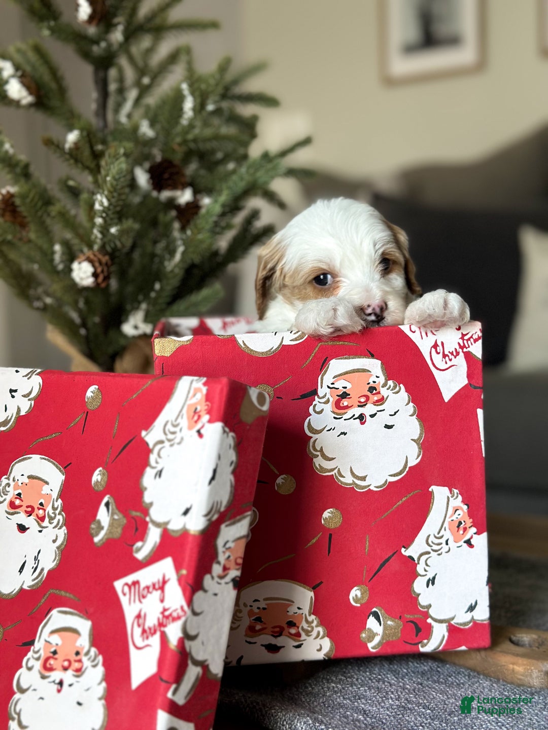 Cavachon dogs for sale: Buzz - Ad 10