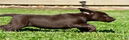 Labrador Retriever dogs for sale: Choco - Ad 8