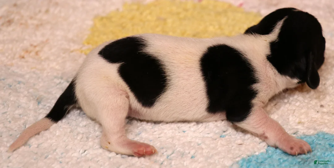 Miniature Dachshund dogs for sale: Patch black/tan piebald smoothcoat - Ad 2