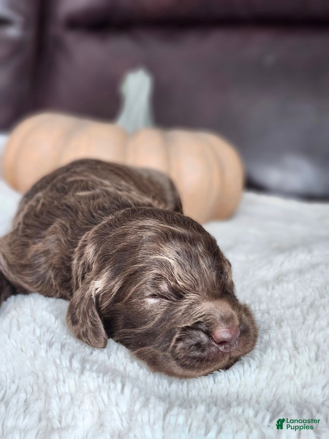 Labradoodle dogs for sale: Buddy - Ad 2
