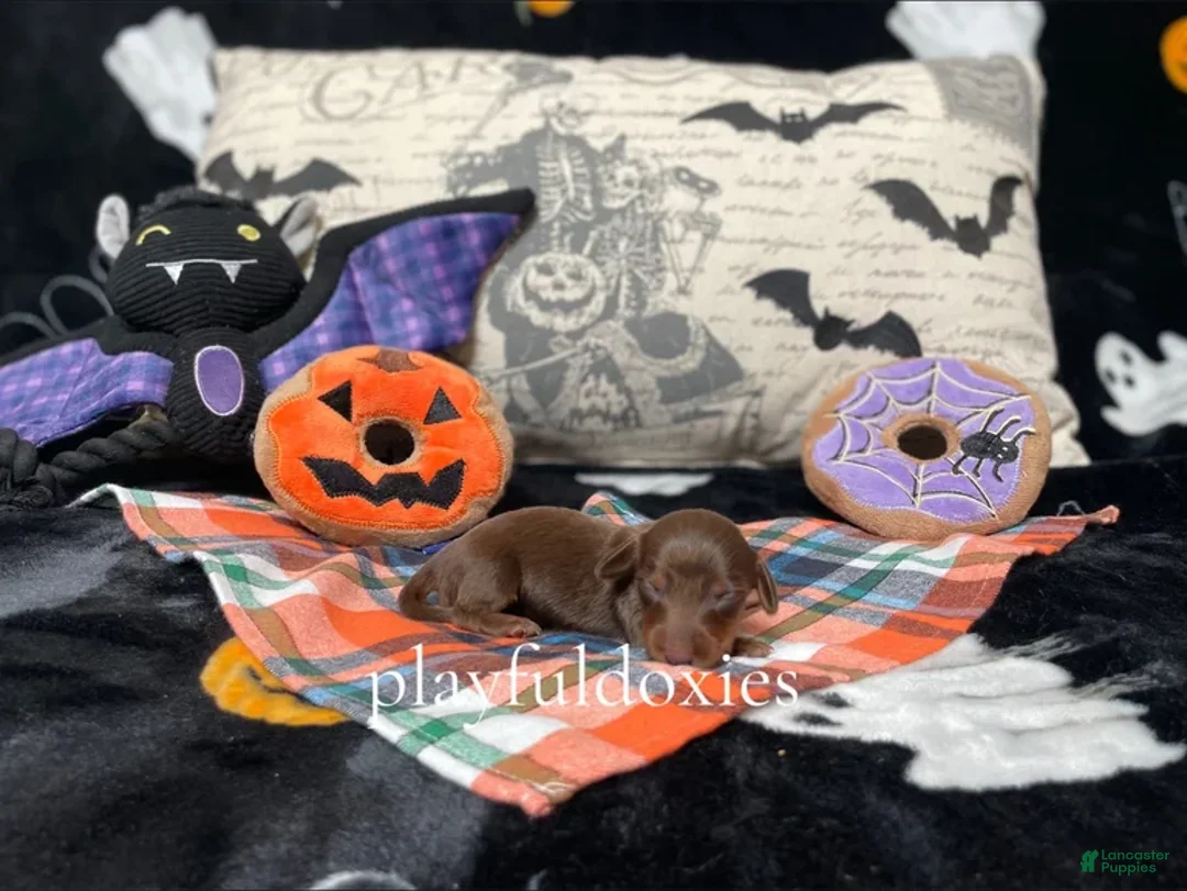 Miniature Dachshund dogs for sale: Ravioli's Chocolate & Tan Girl - Ad 1