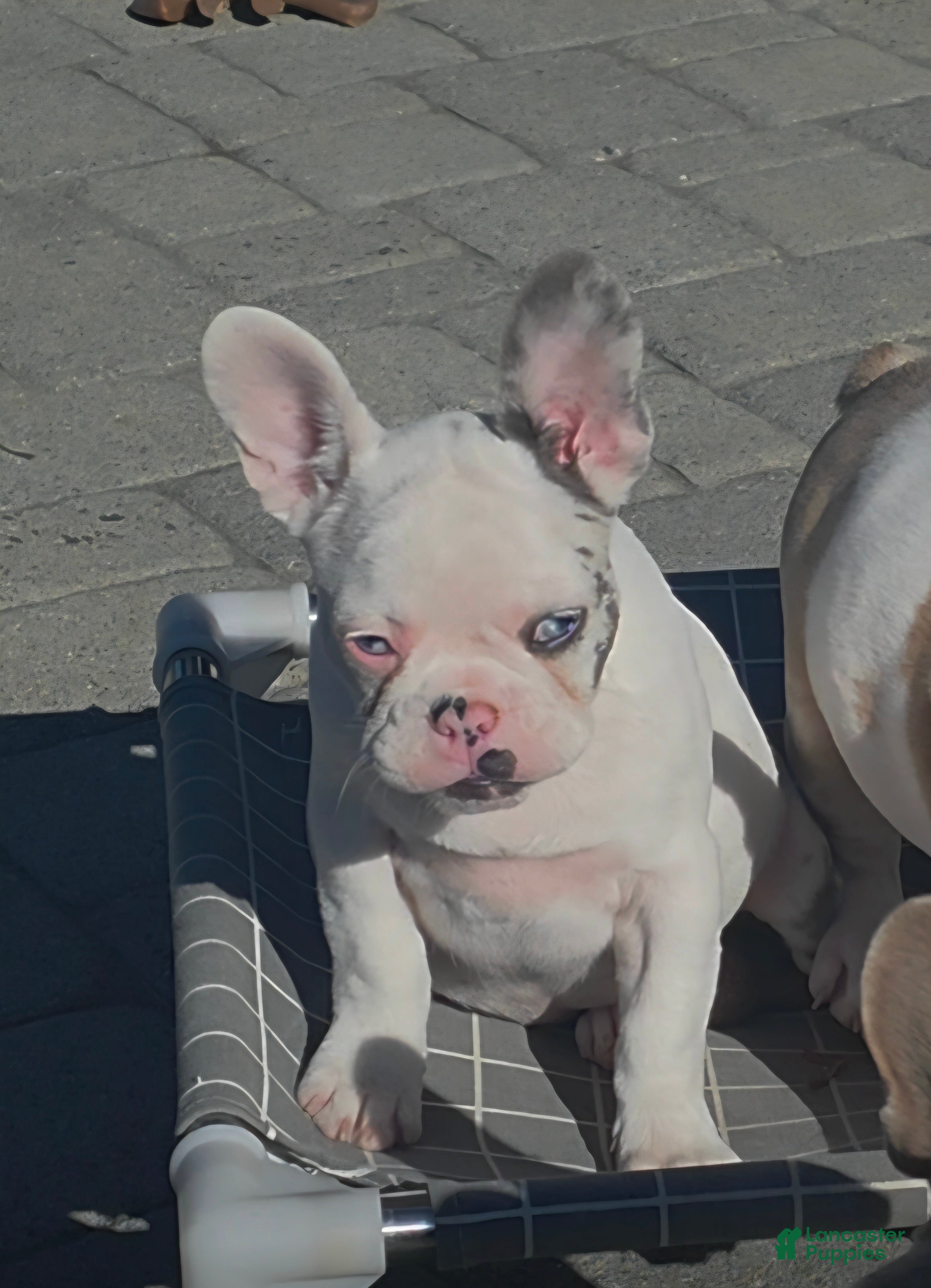 French Bulldog dogs Siri - Ad 1