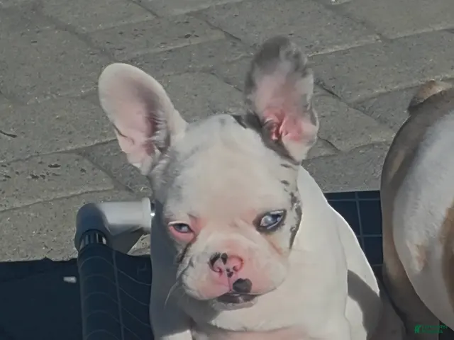 French Bulldog dogs for sale: Siri - Ad 1