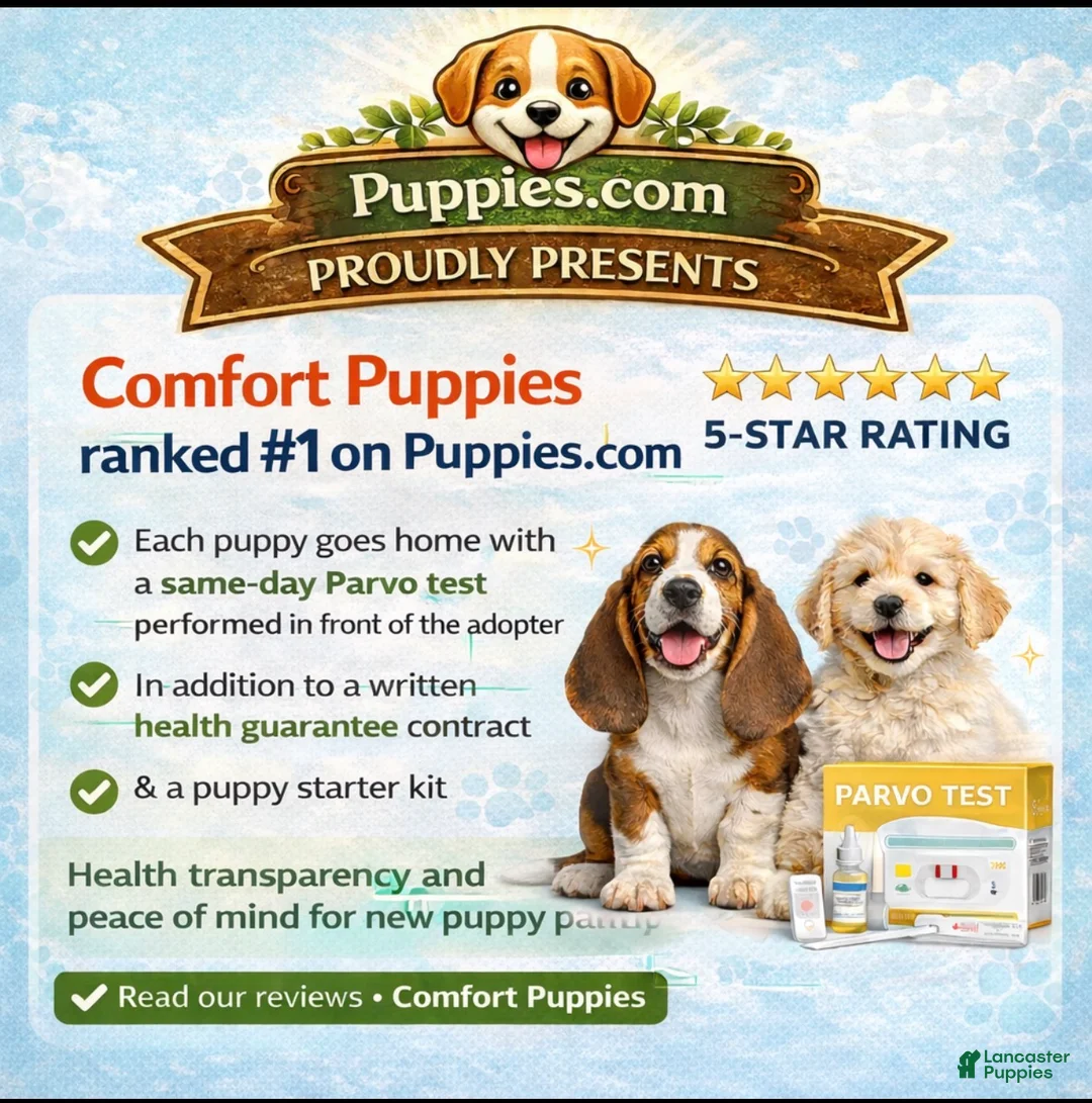 Mixed Breed dogs for sale: Designer dog  2 - Ad 2